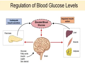 glucose-control-browerhealthstore